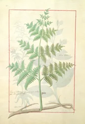 Illustratie uit het Boek der Eenvoudige Geneesmiddelen door Mattheaus Platearius 159v